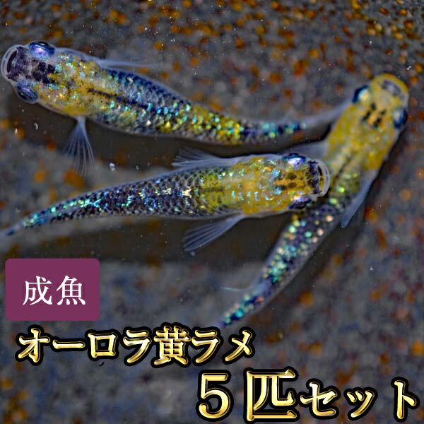 オーロラ黄ラメめだか 虹色ラメ 5匹セット / オーロラ黄ラメメダカ 2