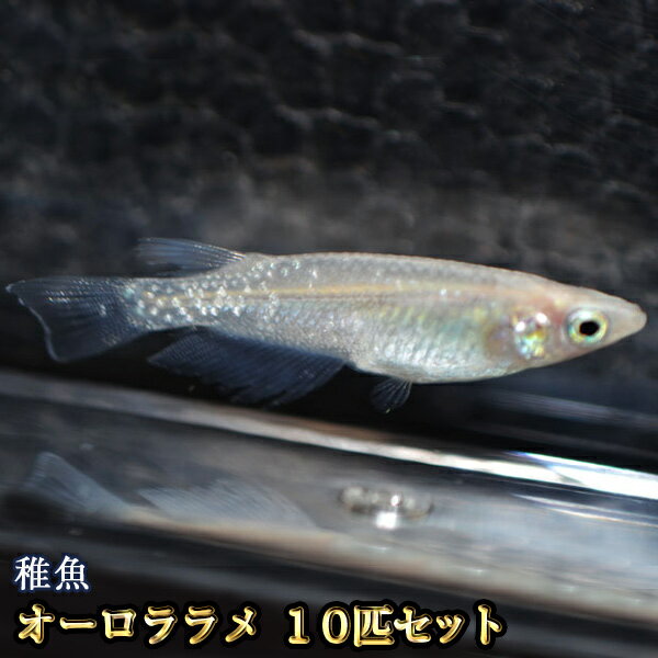 楽天市場 改良めだかの生産 直売 種類が豊富でお買い得 めだか物語楽天市場店 トップページ