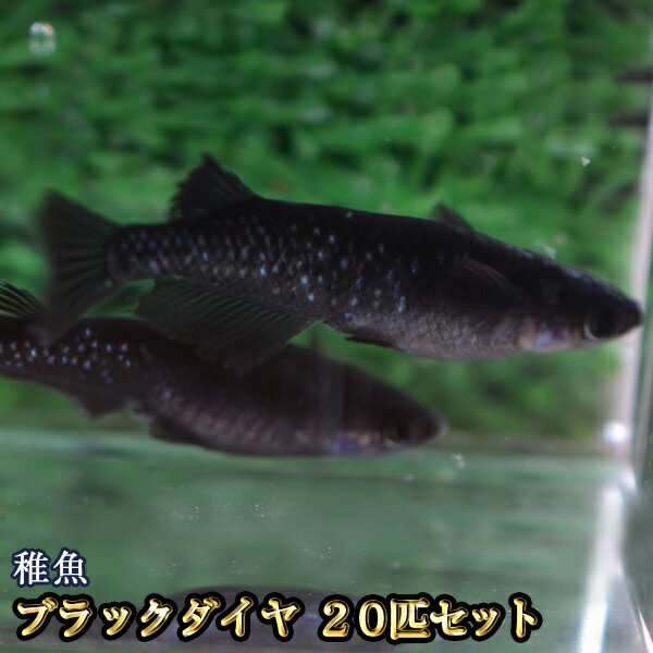 ブラックダイヤ / オロチラメめだか 未選別 稚魚 SS〜Sサイズ 20匹セット / オロチラメメダカ　（※沖縄は別途送料必要）