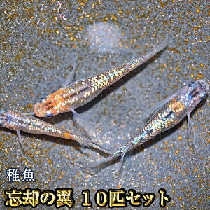 忘却の翼めだか 未選別 稚魚 SS〜Sサイズ 10匹セット / 忘却の翼メダカ