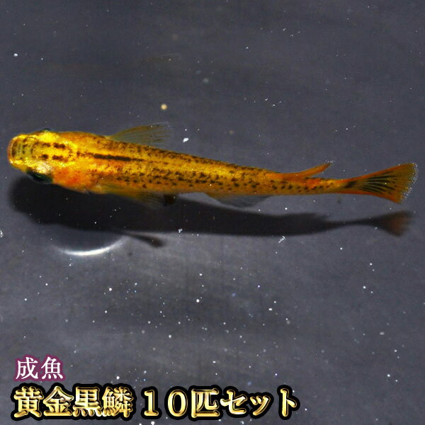 【限定大特価】黄金黒鱗めだか 10匹セット / 黄金黒鱗メダカのサムネイル