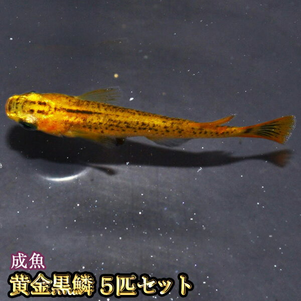 黄金黒鱗めだか 5匹セット / 黄金黒鱗メダカのサムネイル