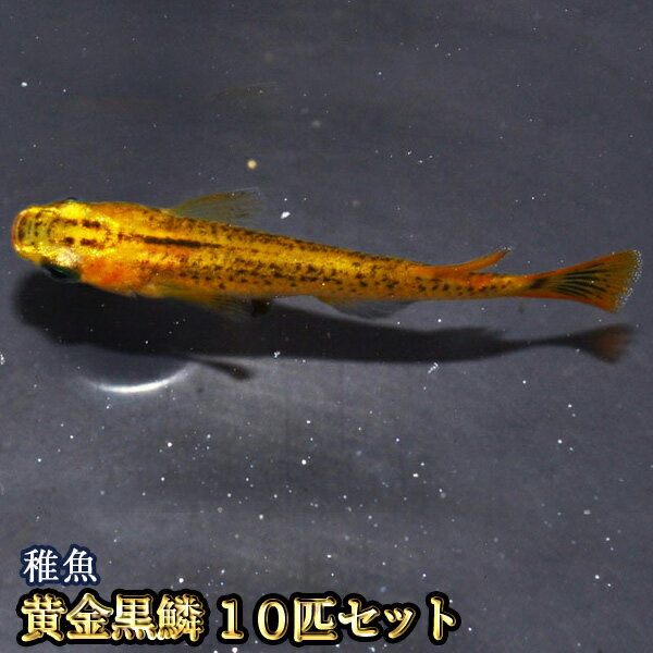 黄金黒鱗めだか 稚魚 SS～Sサイズ 10匹セット / 黄金黒鱗メダカ