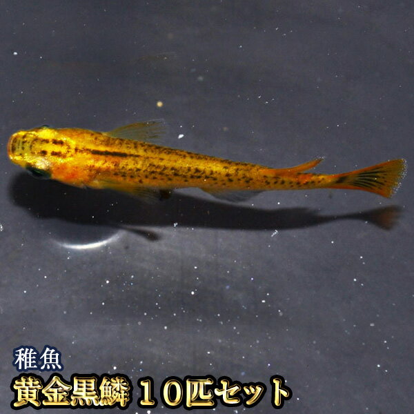 黄金黒鱗めだか 稚魚 SS～Sサイズ 10匹セット / 黄金黒鱗メダカのサムネイル