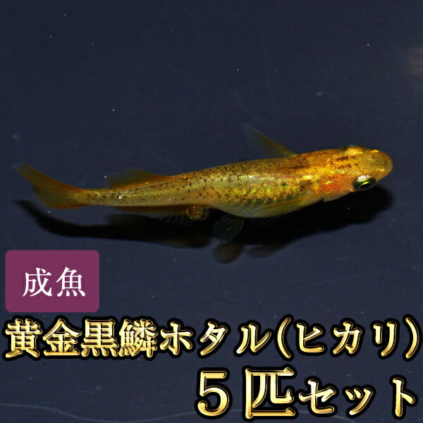 メダカの種類一覧 珍しいものや高級品種など 気になる特徴や見分け方も解説 暮らし の