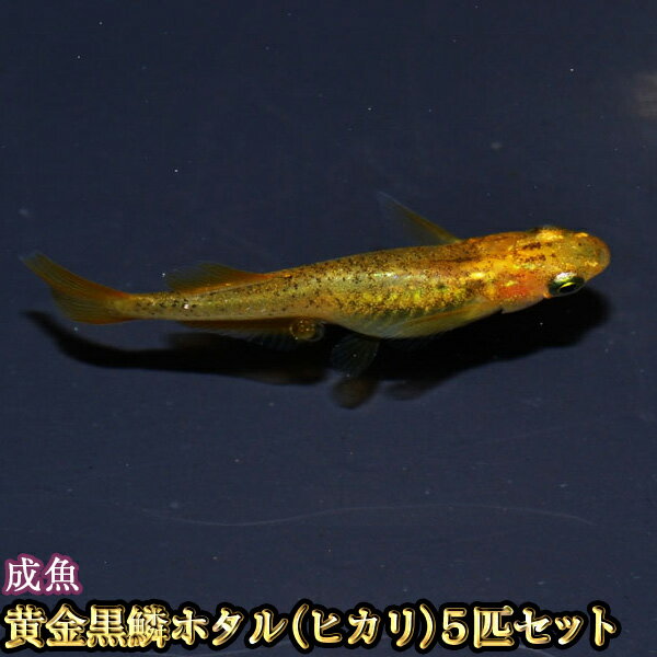 メダカの種類一覧 珍しいものや高級品種など 気になる特徴や見分け方も解説 暮らし の