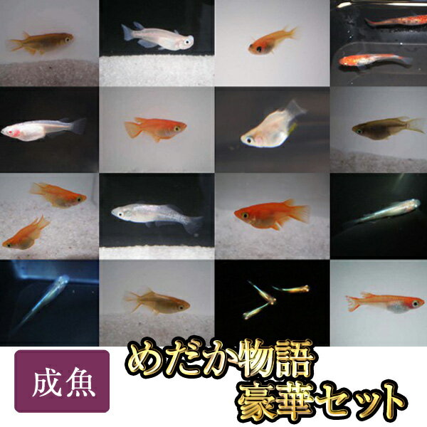楽天市場 めだか物語 豪華セット 約匹 30匹前後 めだか物語楽天市場店 みんなのレビュー 口コミ 楽天市場 めだか物語 豪華セット 約匹 30匹前後 めだか物語楽天市場店 みんなのレビュー 口コミ