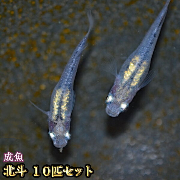 楽天市場 改良めだかの生産 直売 種類が豊富でお買い得 めだか物語楽天市場店 トップページ