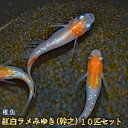 新系統 / 紅白ラメみゆき（幹之）めだか 虹色ラメ 未選別 稚魚 SS～Sサイズ 10匹セット / 紅白ラメみゆき（幹之）メダカ