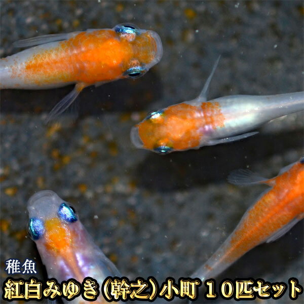 【限定大特価】紅白みゆき（幹之）めだか 未選別 稚魚 SS～Sサイズ 10匹セット / 紅白みゆき（幹之）メダカ / 小町