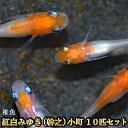 紅白みゆき（幹之）めだか 未選別 稚魚 SS～Sサイズ 10匹セット / 紅白みゆき（幹之）メダカ / 小町