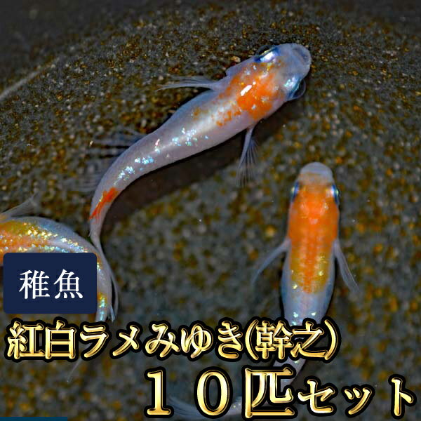 【限定大特価】新系統 / 紅白ラメみゆき（幹之）めだか 虹色ラメ 未選別 稚魚 SS〜Sサイズ 10匹セット / 紅白ラメみゆき（幹之）メダカ