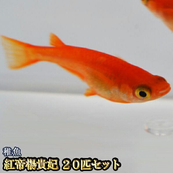 【送料無料】紅帝楊貴妃めだか 稚魚 SS〜Sサイズ 20匹セット / 紅帝楊貴妃メダカ （※沖縄は別途送料必要）