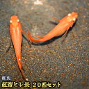 【送料無料】紅帝ヒレ長めだか 未選別 稚魚 SS〜Sサイズ 20匹セット / 紅帝ヒレ長メダカ (※沖縄は別途送料必要)