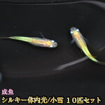 楽天市場 改良めだかの生産 直売 種類が豊富でお買い得 めだか物語楽天市場店 トップページ 楽天市場 改良めだかの生産 直売 種類が豊富でお買い得 めだか物語楽天市場店 トップページ