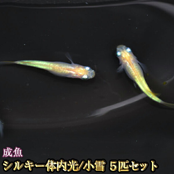 めだか メダカ みんな探してる人気モノ めだか メダカ めだか メダカ みんな探してる人気モノ めだか メダカ
