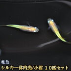 小雪 / シルキー体内光めだか 未選別 稚魚 SS〜Sサイズ 10匹セット / シルキー体内光メダカ