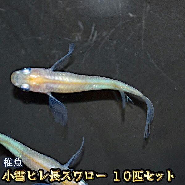 楽天市場 改良めだかの生産 直売 種類が豊富でお買い得 めだか物語楽天市場店 トップページ