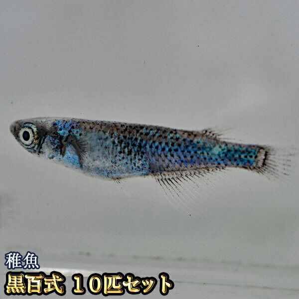 黒百式めだか 未選別 稚魚 SS～Sサイズ 10匹セット / 黒百式メダカ