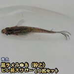 楽天市場 改良めだかの生産 直売 種類が豊富でお買い得 めだか物語楽天市場店 トップページ 楽天市場 改良めだかの生産 直売 種類が豊富でお買い得 めだか物語楽天市場店 トップページ