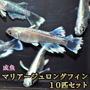 マリアージュロングフィンめだか 10匹セット / マリアージュロングフィンメダカ