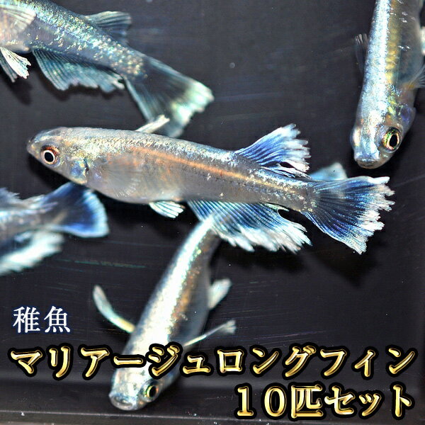 マリアージュロングフィンめだか 未選別 稚魚 SS〜Sサイズ 10匹セット / マリアージュロングフィンメダカ