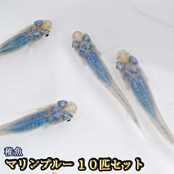 メダカ めだか 三色ラメ Aクラス 1ペア ペット 観賞魚 生体 品種改良メダカ アクアリウム 成魚 ラメ 三色