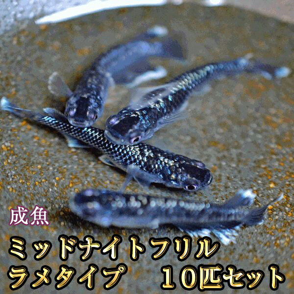 ߥåɥʥȥե᥿10ɤå/ߥåɥʥȥե