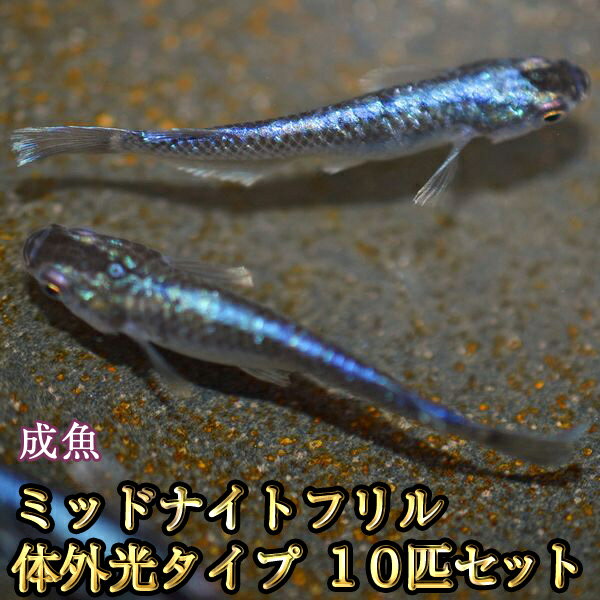 ߥåɥʥȥեγ10ɤå/ߥåɥʥȥե