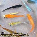 【淡水魚】パープルレインボーコギャルテトラ サンタレン産 ワイルド【1匹 サンプル画像】(珍カラ)(生体)(熱帯魚)NKCK