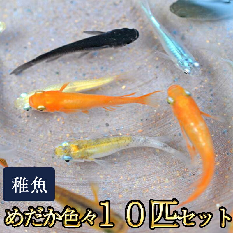 めだか色々お楽しみ 稚魚 SS〜Sサイズ 10匹セット / メダカ 2
