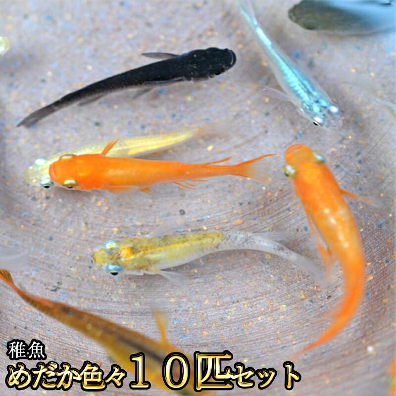 めだか色々お楽しみ 稚魚 SS〜Sサイズ 10匹セット / メダカ 1