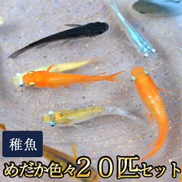 【送料無料】めだか色々お楽しみ 稚魚 SS〜Sサイズ 20匹セット / メダカ　（※沖縄は別途送料必要）