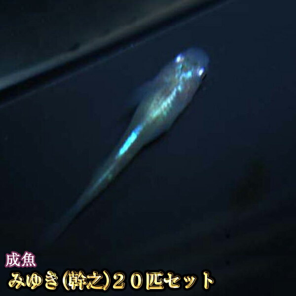 楽天市場 改良めだかの生産 直売 種類が豊富でお買い得 めだか物語楽天市場店 トップページ