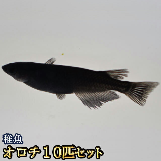 オロチめだか 稚魚 SS～Sサイズ 10匹セット / オロチメダカ