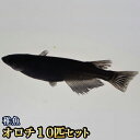 オロチめだか 稚魚 SS～Sサイズ 10匹