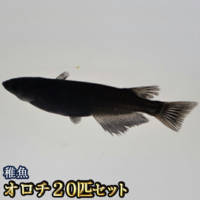 【送料無料】オロチめだか 稚魚 SS〜Sサイズ 20匹セット / オロチメダカ （※沖縄は別途送料必要）