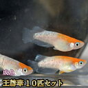 王彗華めだか 10匹セット / おうすいか / 王彗華メダカ