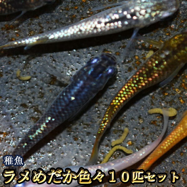 ラメめだか色々お楽しみ 未選別 稚魚 SS～Sサイズ 10匹セット / ラメメダカ　（※沖縄は別途送料必要）