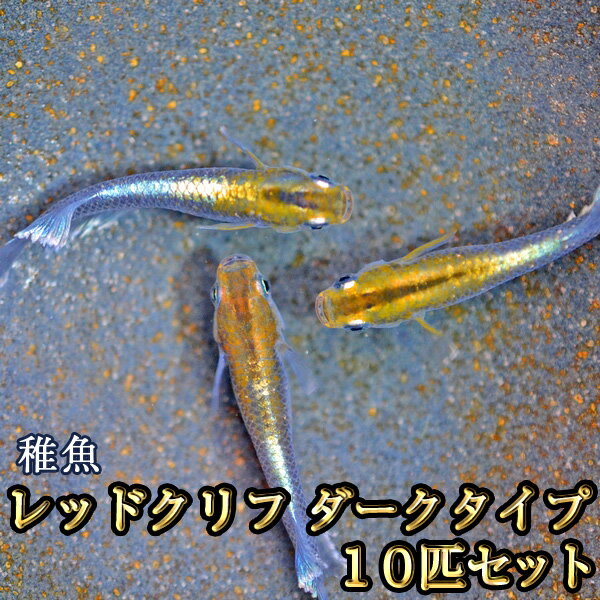 銀丸（ぎんまる）成魚 2ペア オス2匹 メス2匹 めだか 送料無料 改良メダカ 緑光系 黒百式系 横見 上見 観賞魚 初心者 品種 種類 セット 人気 ビオトープ 生体 観賞魚 販売 初心者 人気 水槽 飼育 セット 餌 容器 種類　お買い物マラソン