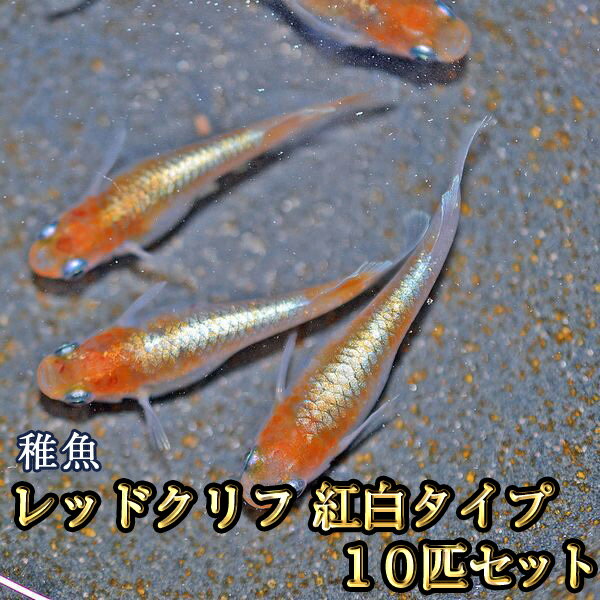 【限定大特価】レッドクリフめだか 紅白タイプ 未選別 稚魚 SS〜Sサイズ 10匹セット / レッドクリフメダカ