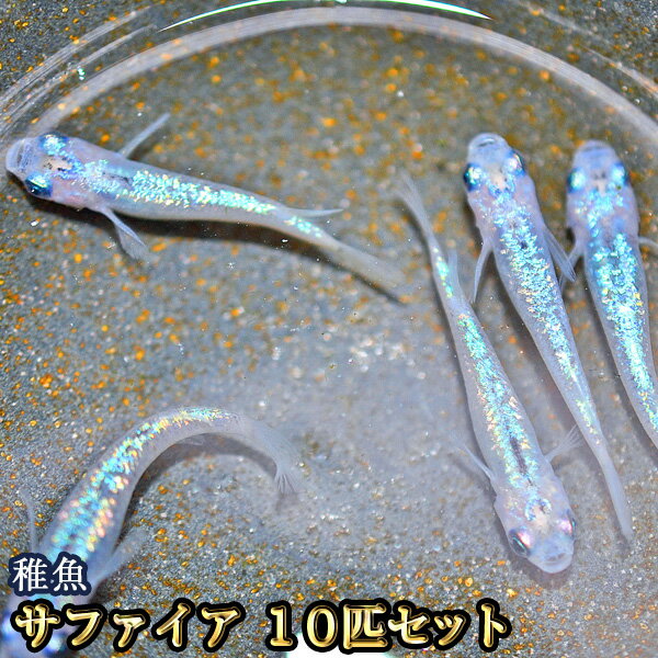 （海水魚）一点物　フジナハナダイ　MF－5152（1匹）