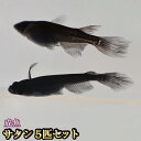 サタン / オロチヒレ長スワローめだか 5匹セット / オロチヒレ長スワローメダカ