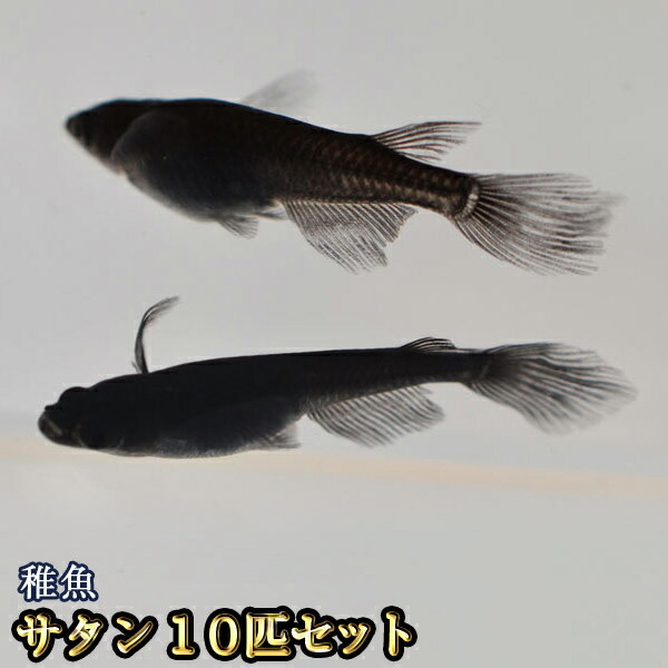 サタン / オロチヒレ長スワローめだか 未選別 稚魚 SS～Sサイズ 10匹セット / オロチヒレ長スワローメダカ