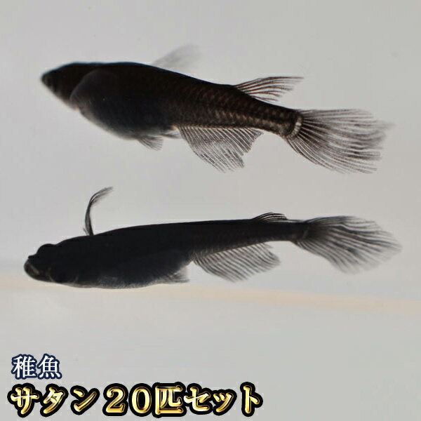 サタン / オロチヒレ長スワローめだか 未選別 稚魚 SS～Sサイズ 20匹セット / オロチヒレ長スワローメダカ　（※沖縄は別途送料必要）