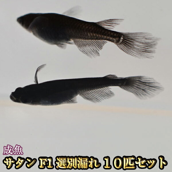 楽天市場 改良めだかの生産 直売 種類が豊富でお買い得 めだか物語楽天市場店 トップページ