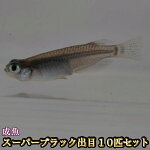 楽天市場 改良めだかの生産 直売 種類が豊富でお買い得 めだか物語楽天市場店 トップページ 楽天市場 改良めだかの生産 直売 種類が豊富でお買い得 めだか物語楽天市場店 トップページ
