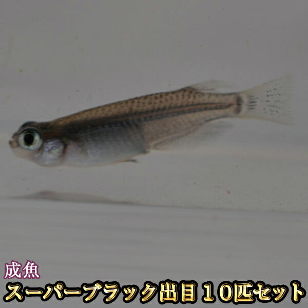 楽天市場 改良めだかの生産 直売 種類が豊富でお買い得 めだか物語楽天市場店 トップページ