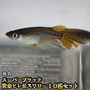 スーパーブラック黄金ヒレ長スワローめだか 未選別 稚魚 SS〜Sサイズ 10匹セット / スーパーブラック黄金ヒレ長スワローメダカ / 晴信