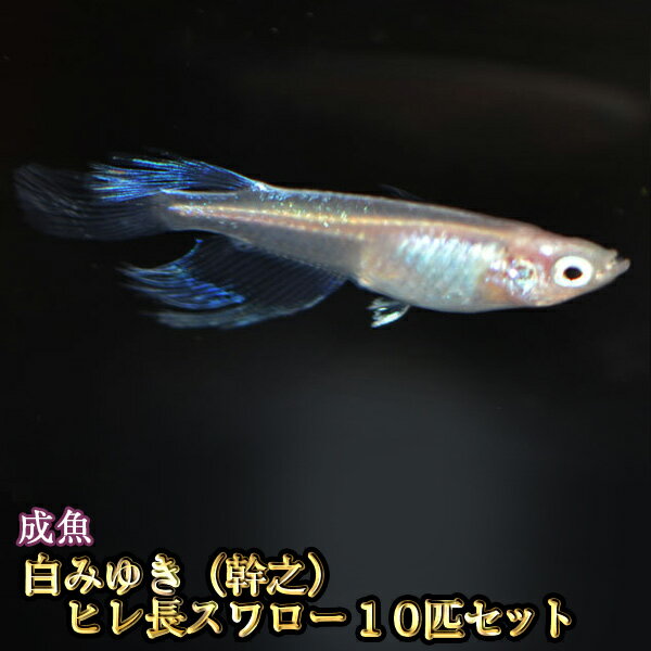 楽天市場 改良めだかの生産 直売 種類が豊富でお買い得 めだか物語楽天市場店 トップページ